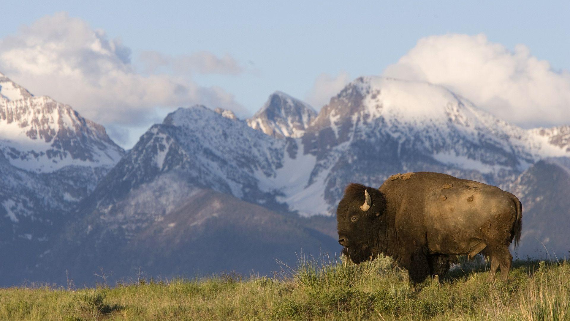 American Bison Wallpaper. Picture of Bison