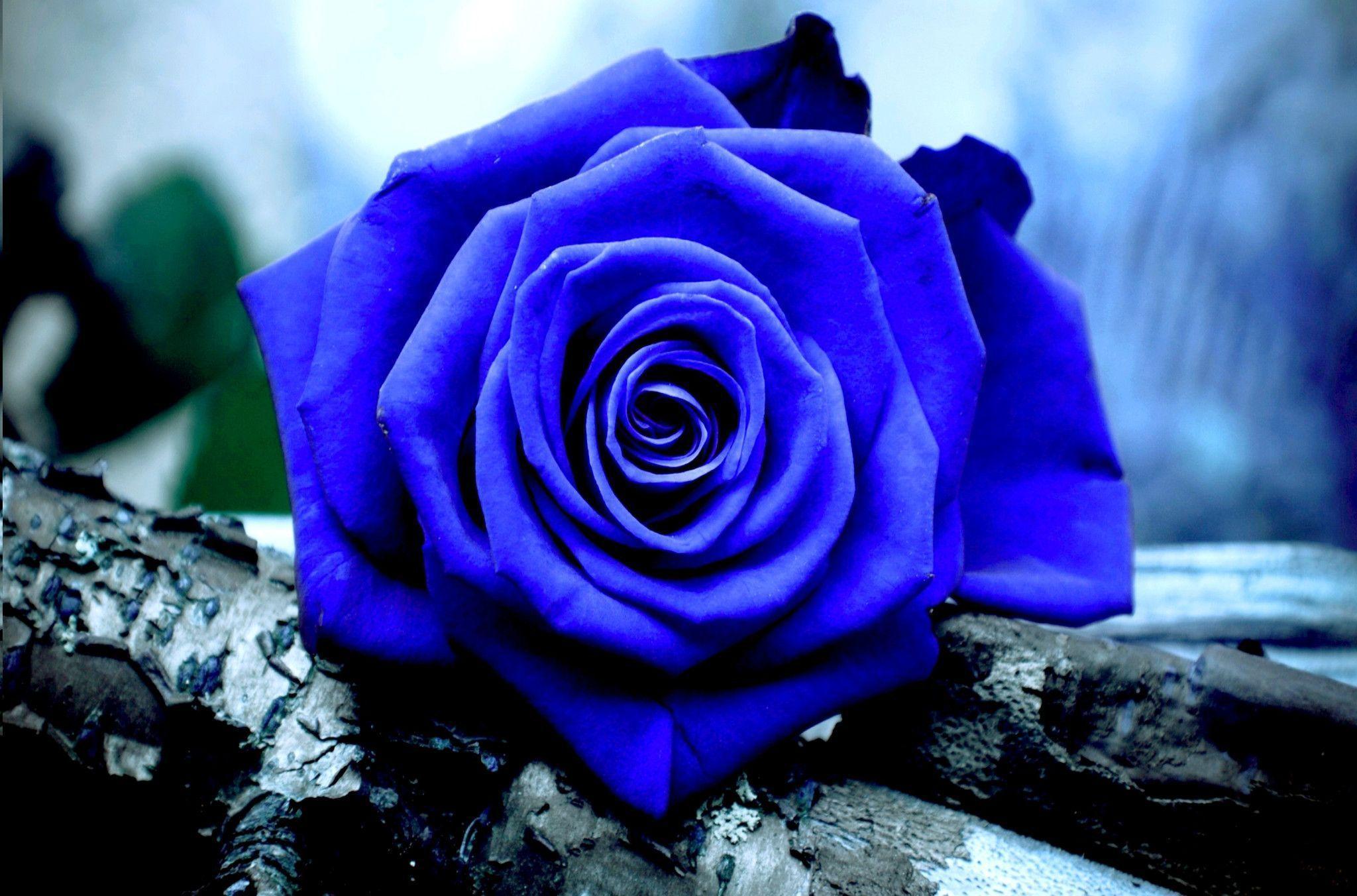 Blue Rose Desktop Wallpaper