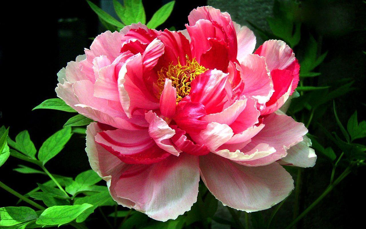 Red Peony Flower Image & Picture