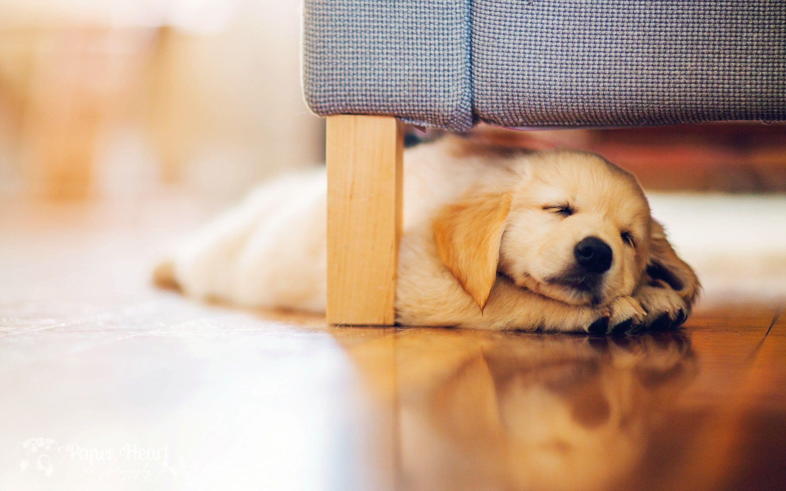 Dog Puppy Retriever Sleeping Under Couch HD Wallpaper