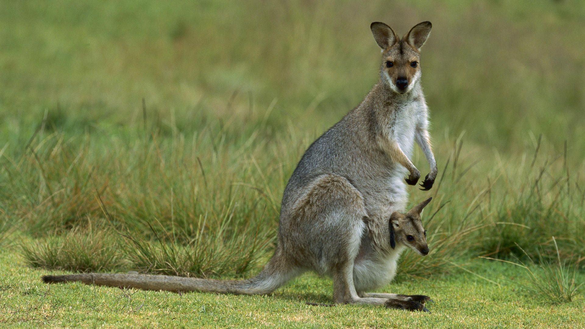 Animal World Desktop Wallpaper Wallpaper Inn