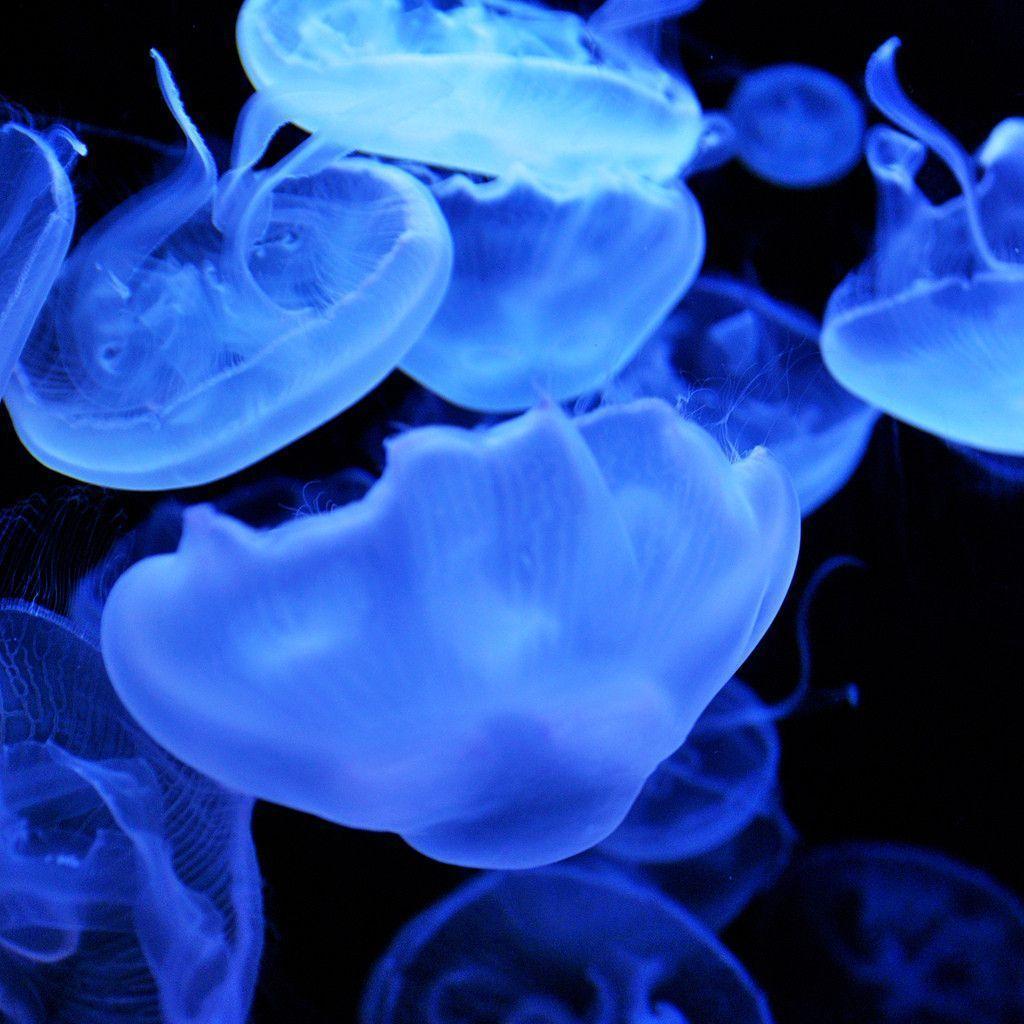 Blue Jellyfish HD Wallpaper Wallpaper Inn