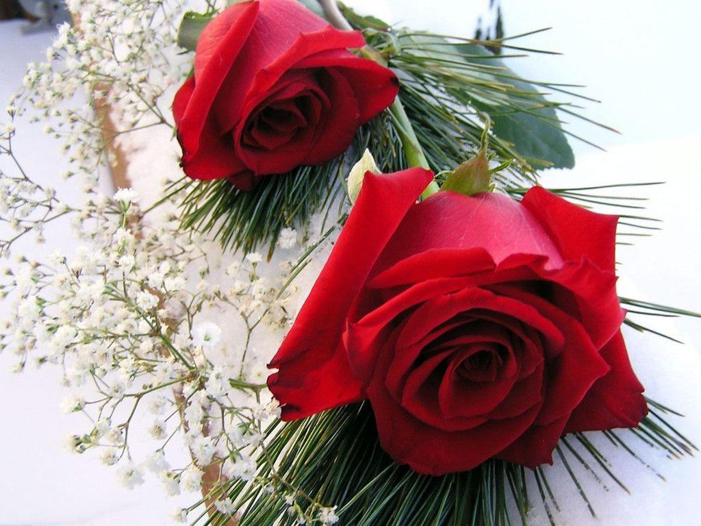 Free Wallpaper Red Rose Love Single