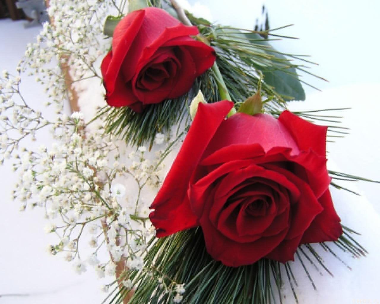 Lovely Wallpaper and Picture of Flowers