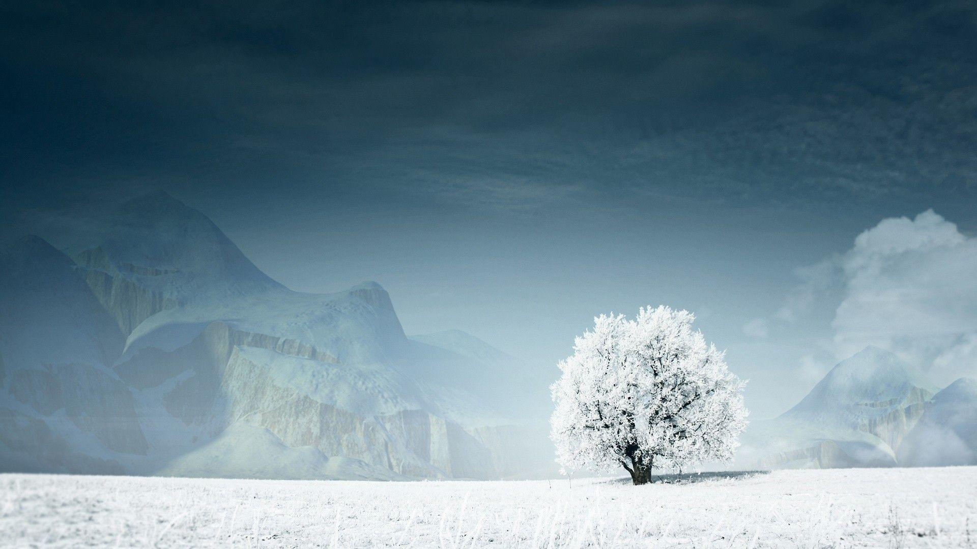 Tree in Winter HD Wide Wallpaper