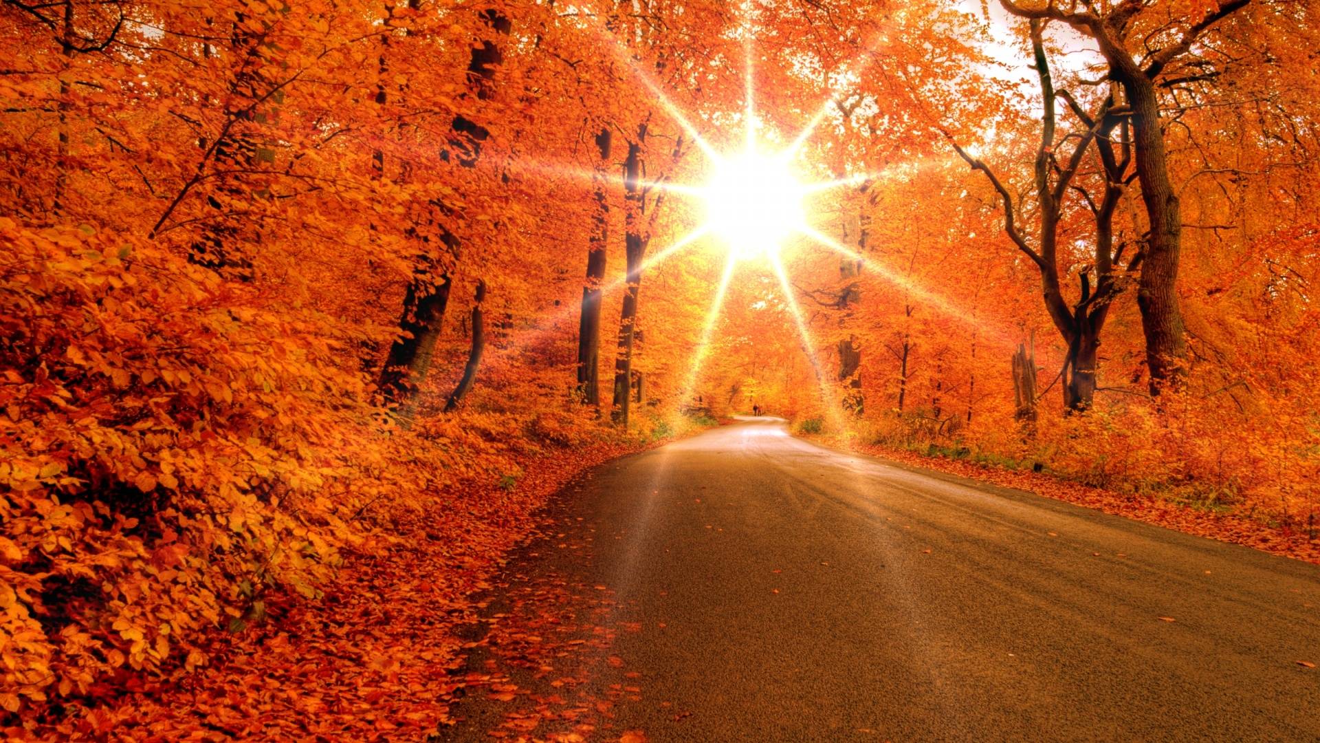 Fall Leaves Picture