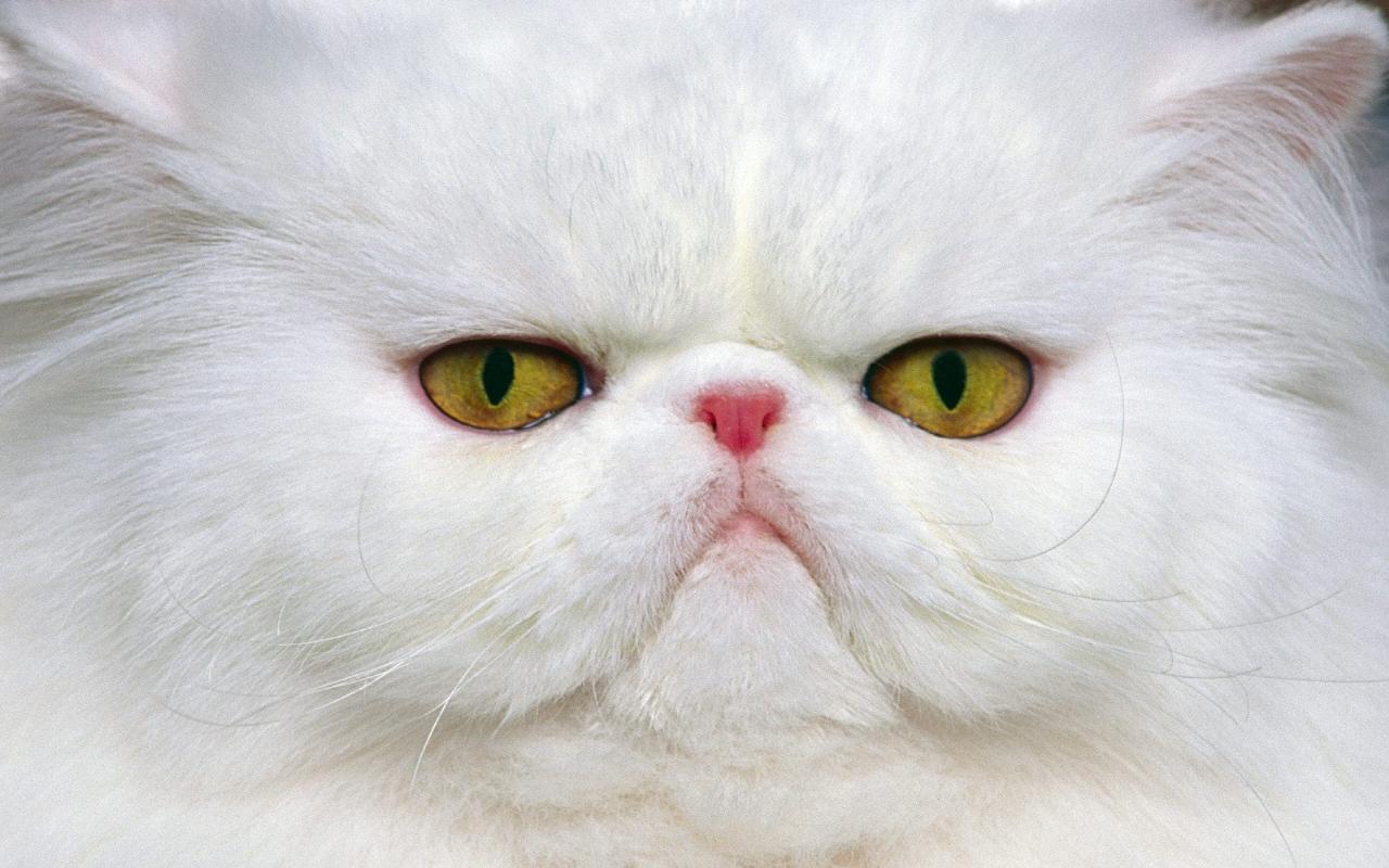 Beautiful Cat White Animal Wallpaper HD. Free HD Desktop