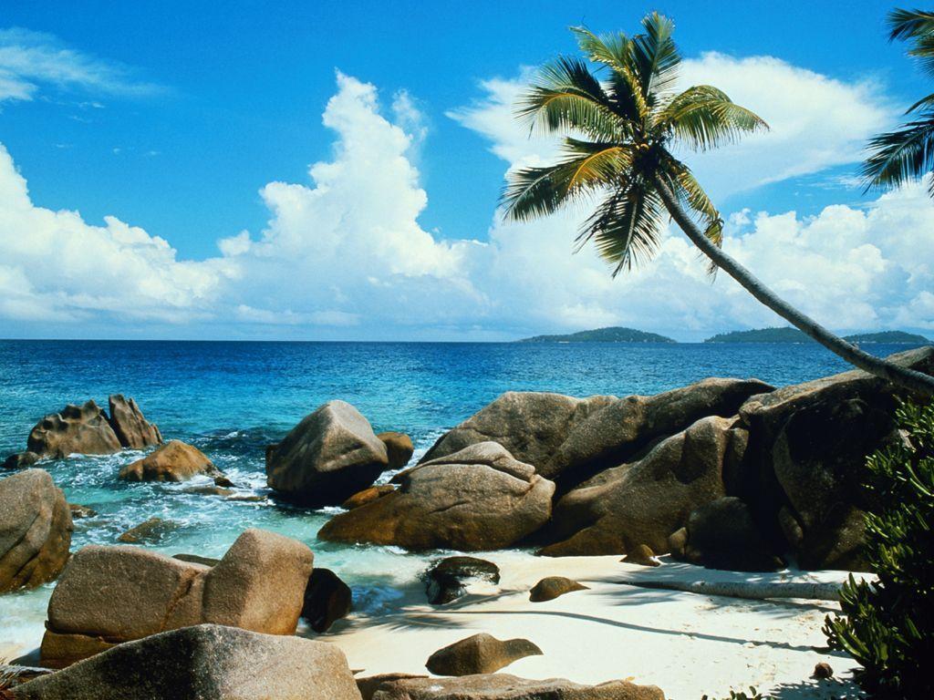 Desktop Wallpaper Beach Palm Trees