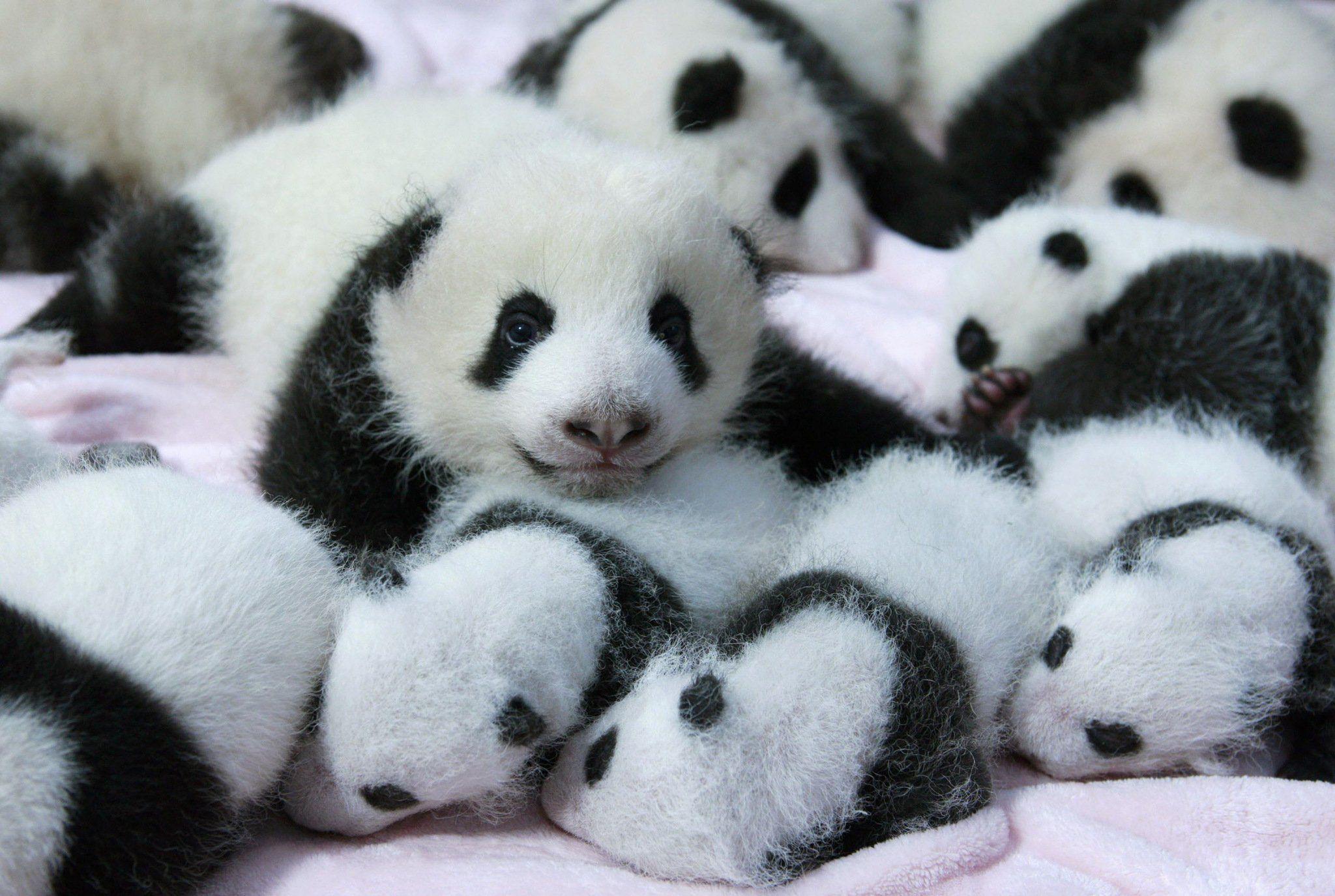 Panda Pandas Baer Bears Baby Cute iPhone Wallpaper HD