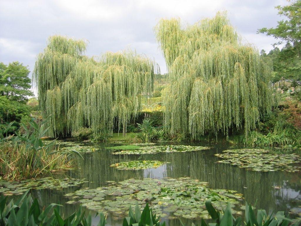 Weeping Willow Wallpapers - Wallpaper Cave