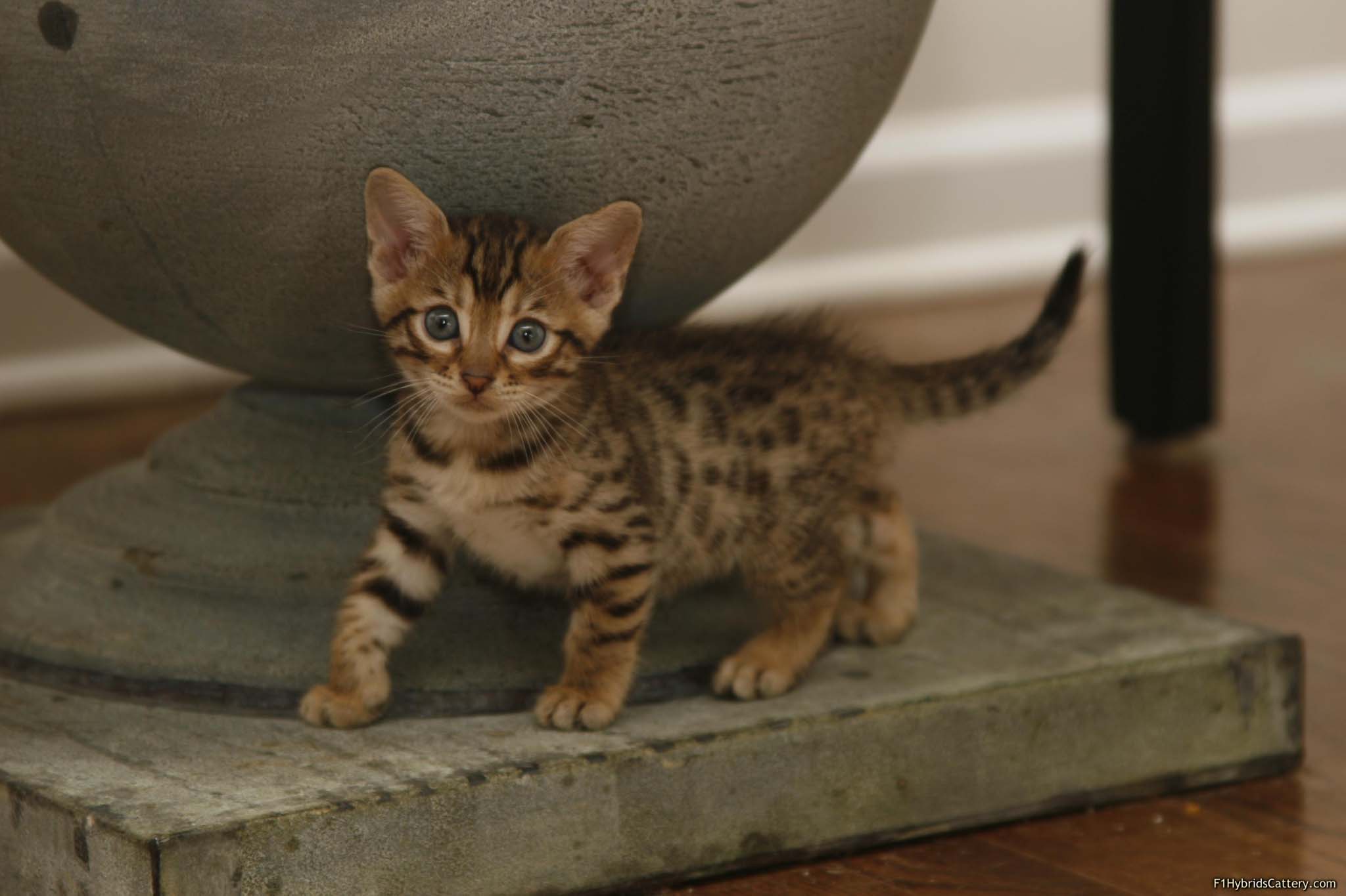 Kitten of bengal cat wallpaper free download 3D. Cat, Of, Cat