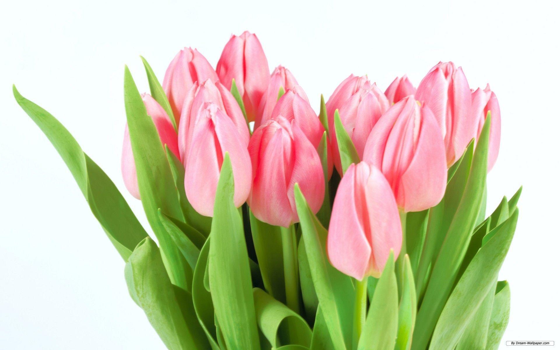 Tulip Flower Wallpaper Desktop Wallpaper