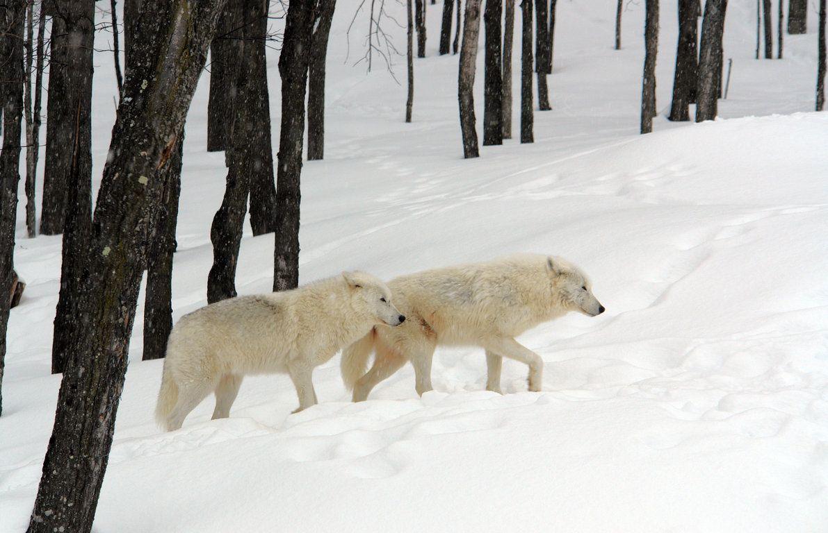 arctic wolves. Howling For Justice