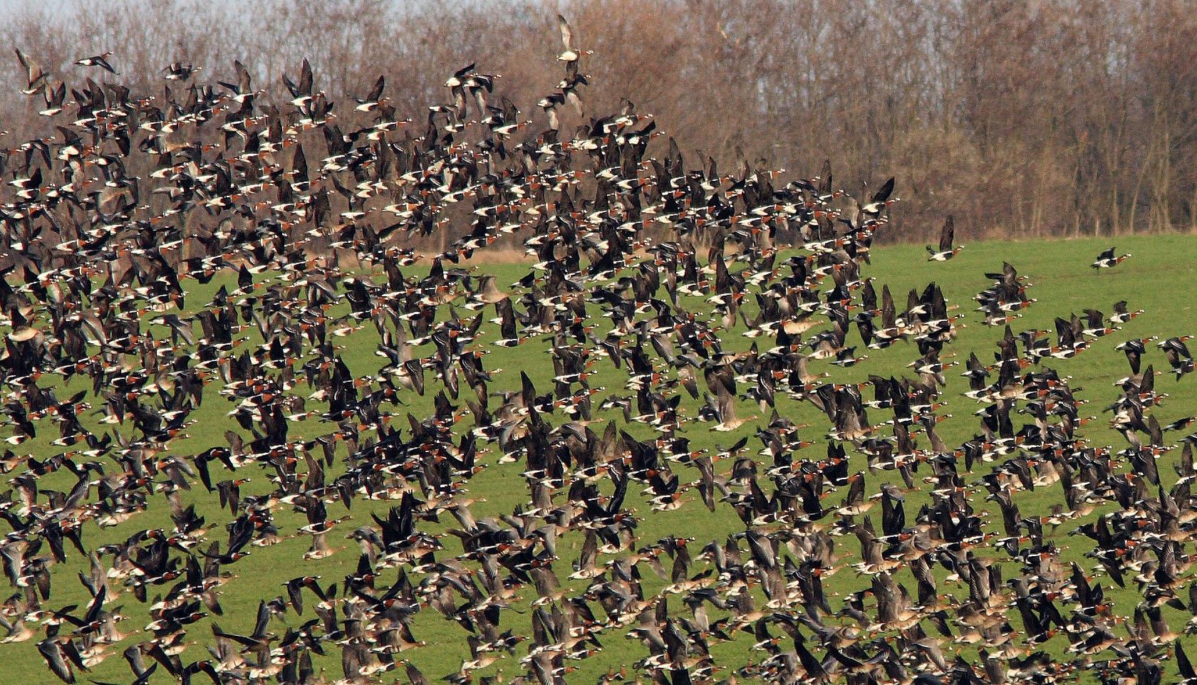 Free wallpaper Red breasted geese