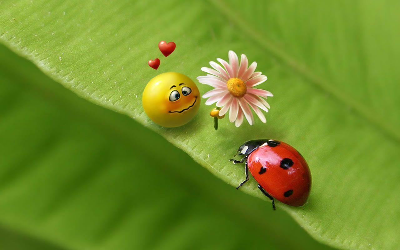 Wallpaper for PC. HD Wallpaper Image