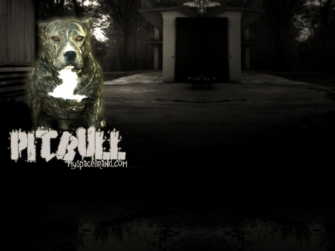 Pitbull Animals Twitter Background