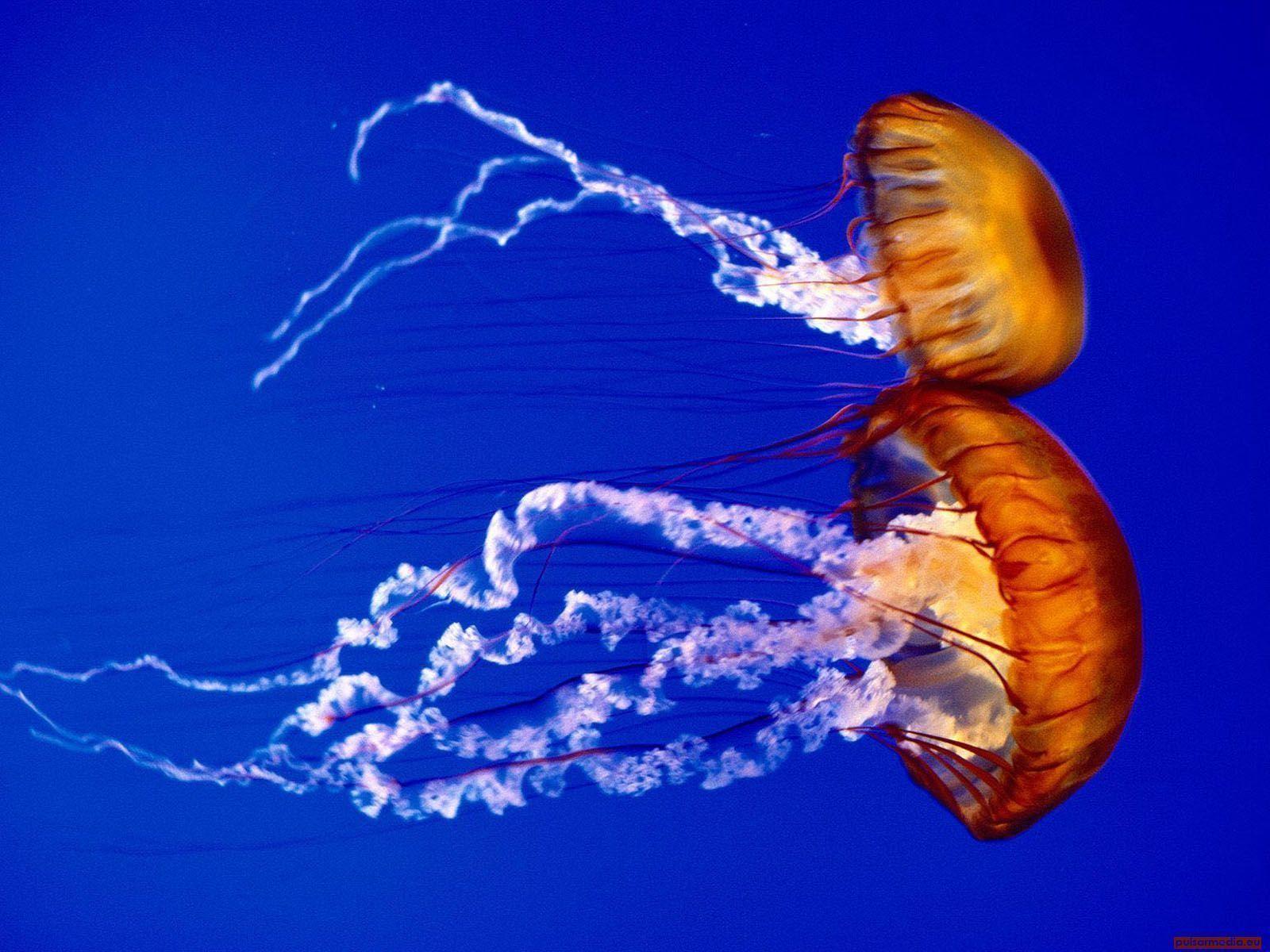 Loving Jellyfish Ocean Life 1600x1200 Deluxe Wallpaper