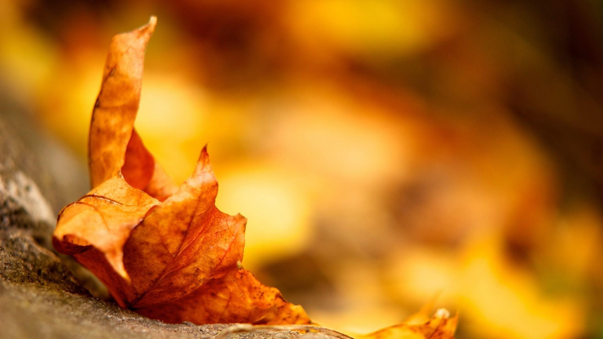 Leaves Wallpaper Background free Leaves leaves autum