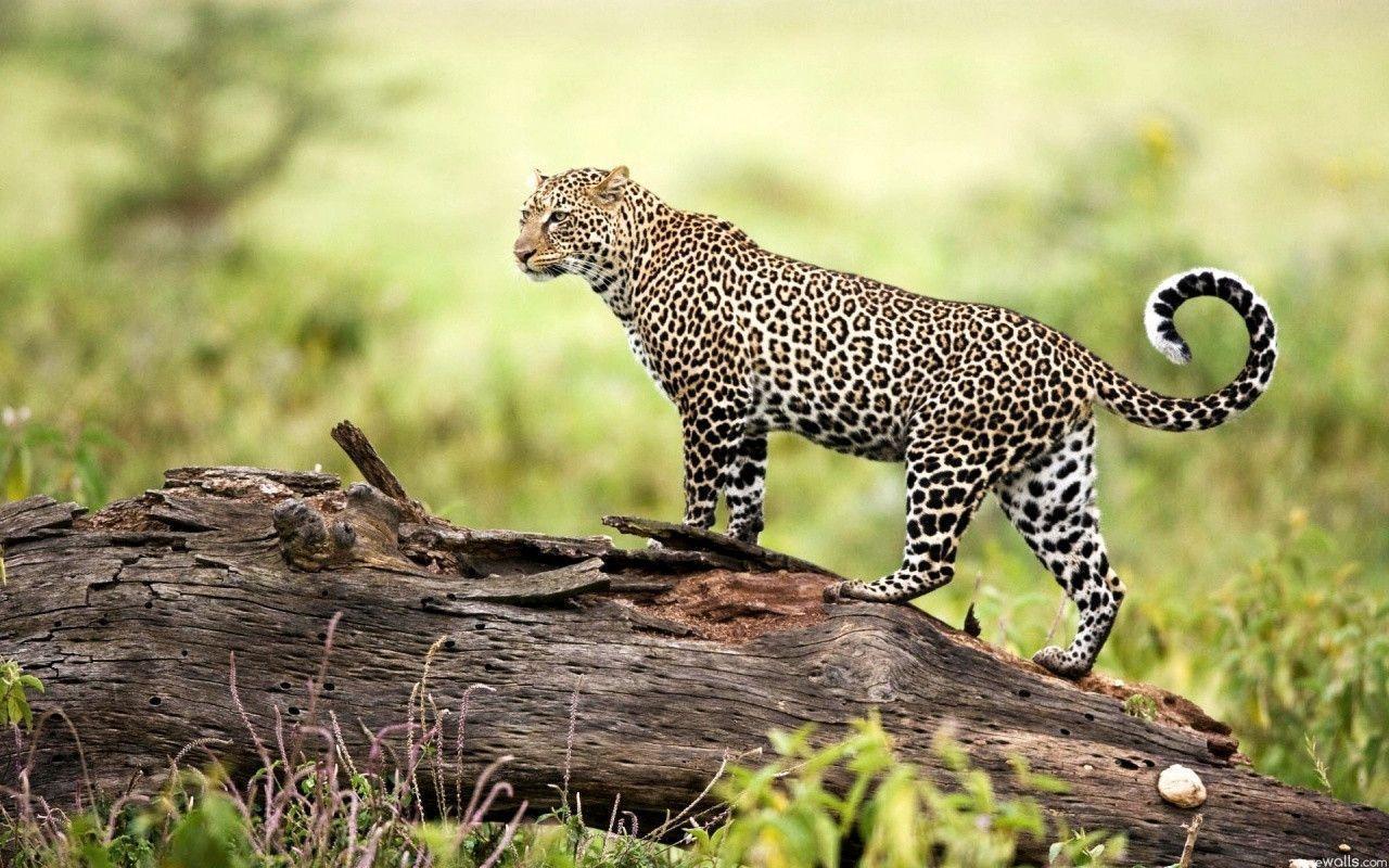 Leopard Wildlife Wallpaper