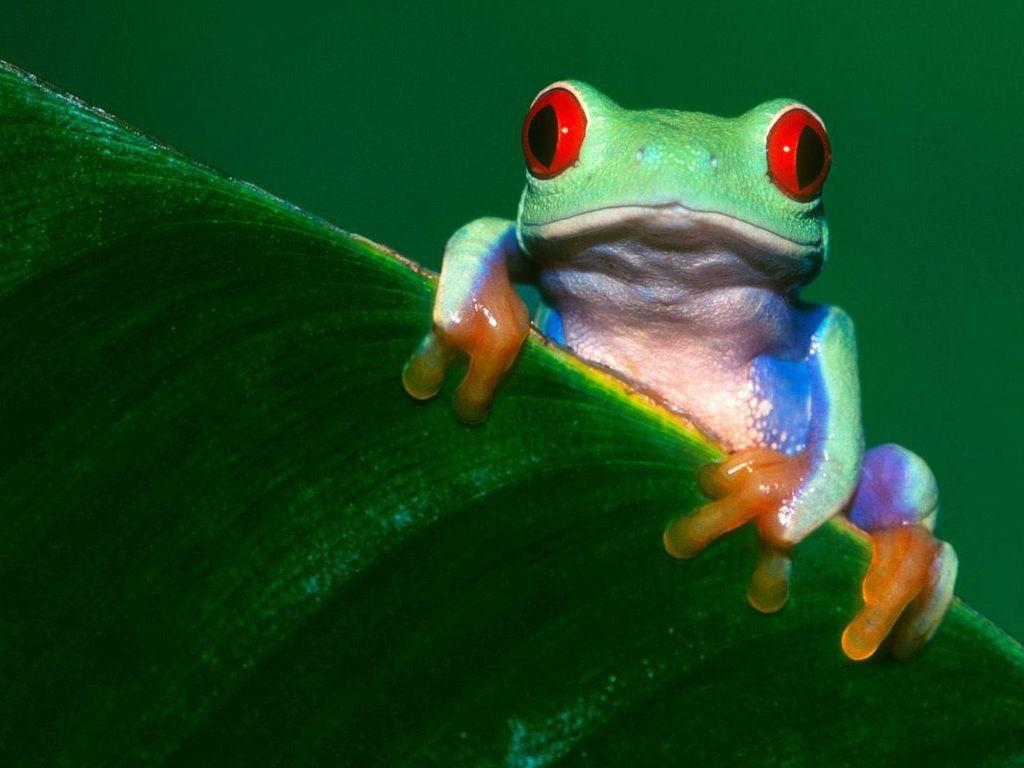 Free Red Eyed Tree Frog Wallpaper Download The 1024x768PX