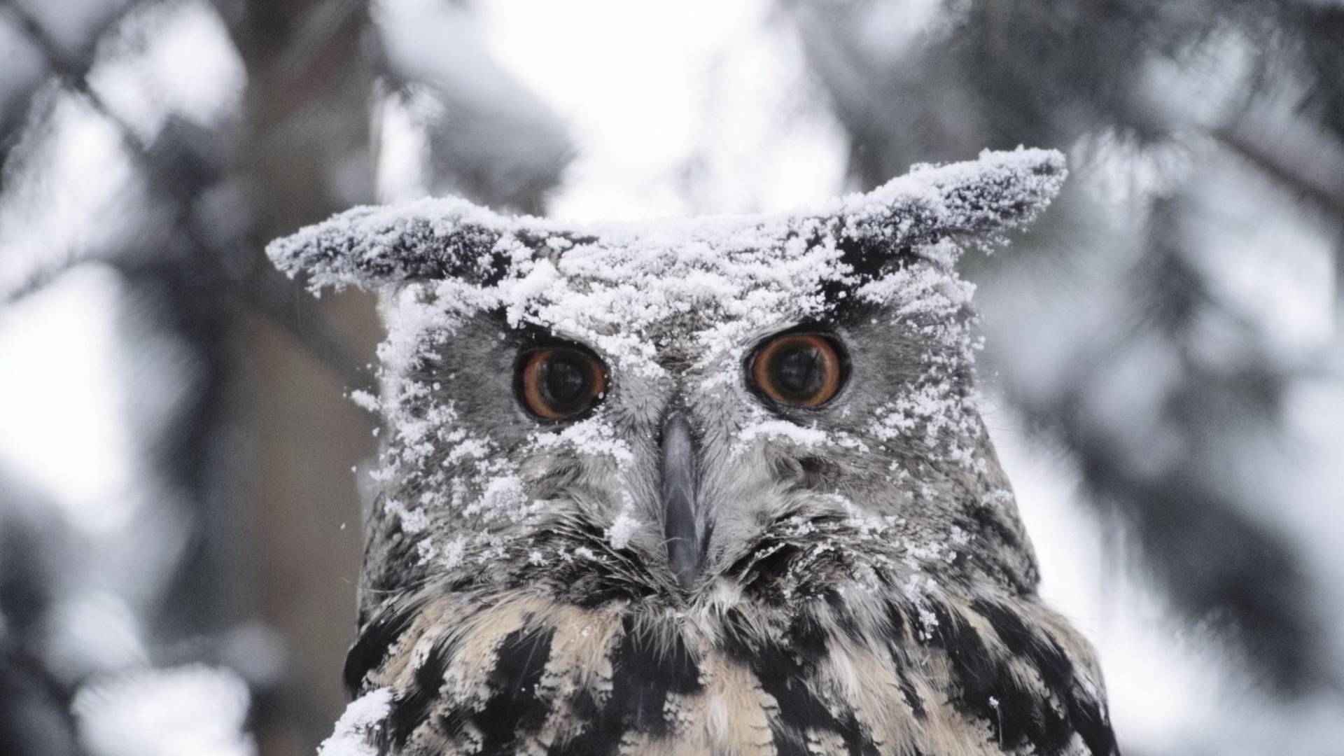 Snowy Owl Wallpaper