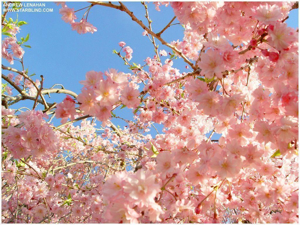 Starblind Spring Wallpaper 2