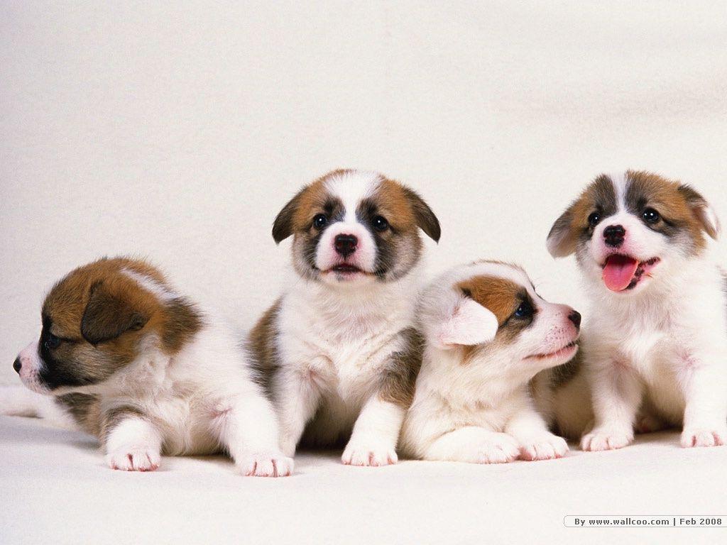 Cute puppies Photo Puppy Portraits 1024x768 NO.50