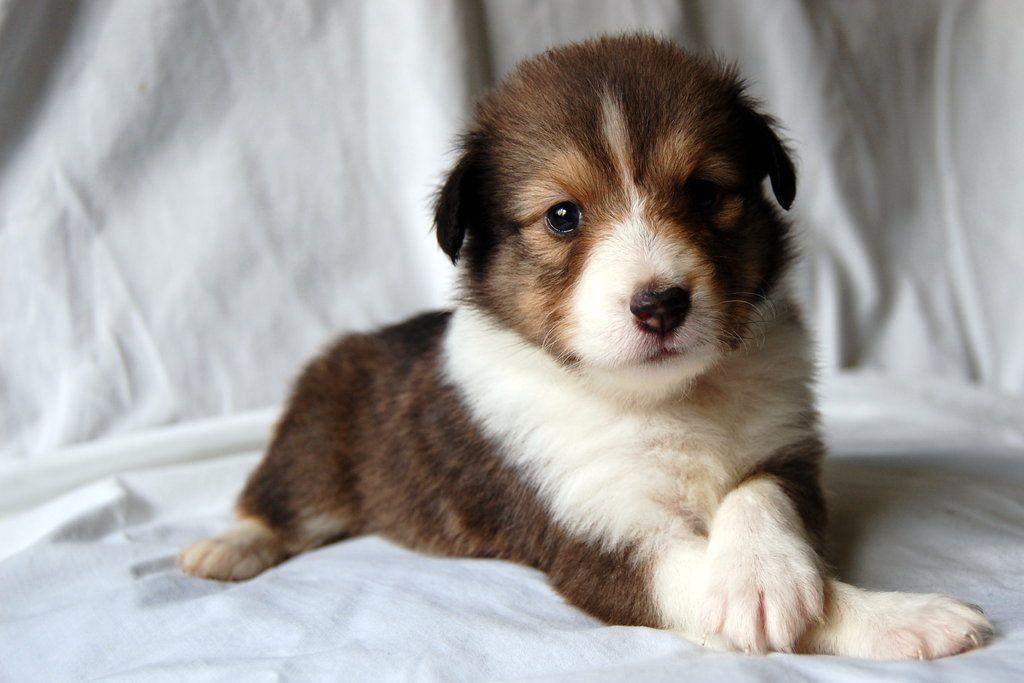 sheltie pup on white 2