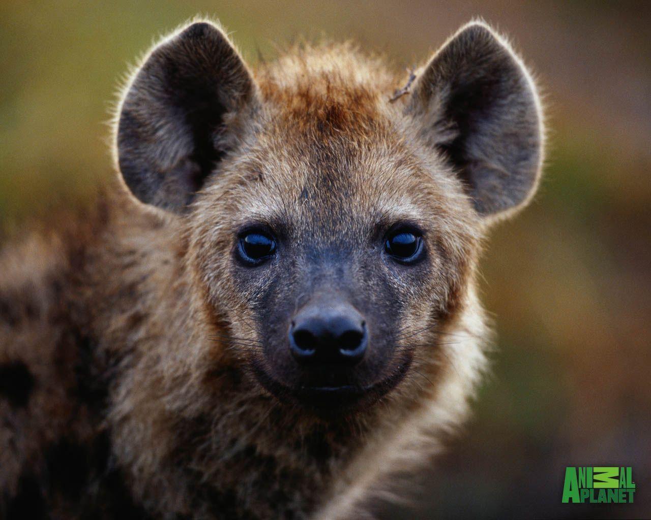 Hyenas image Hyena HD HD wallpaper and background photo