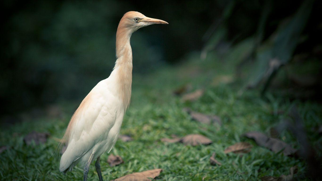 White Heron desktop PC and Mac wallpaper