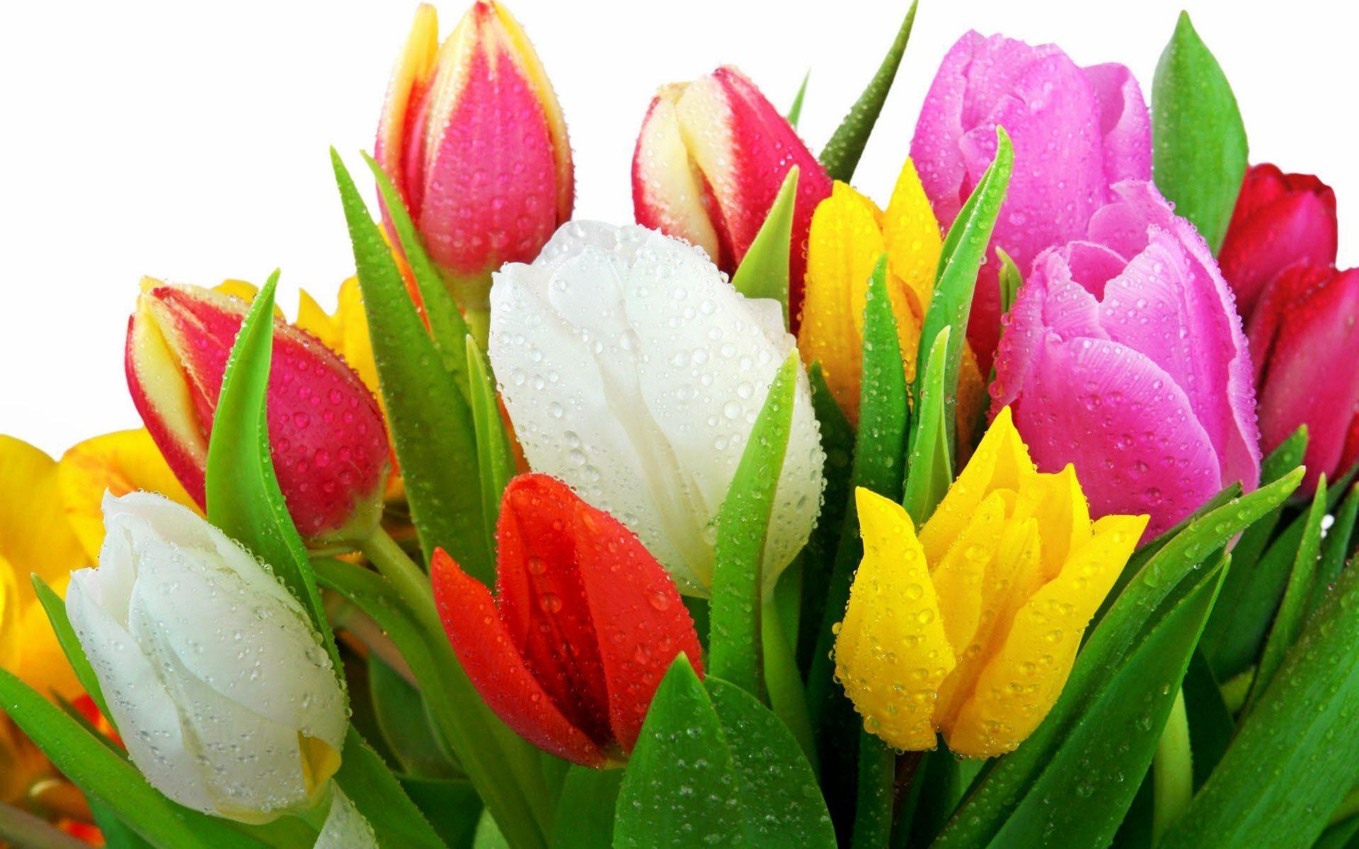 Tulips Flowers. Sky HD Wallpaper