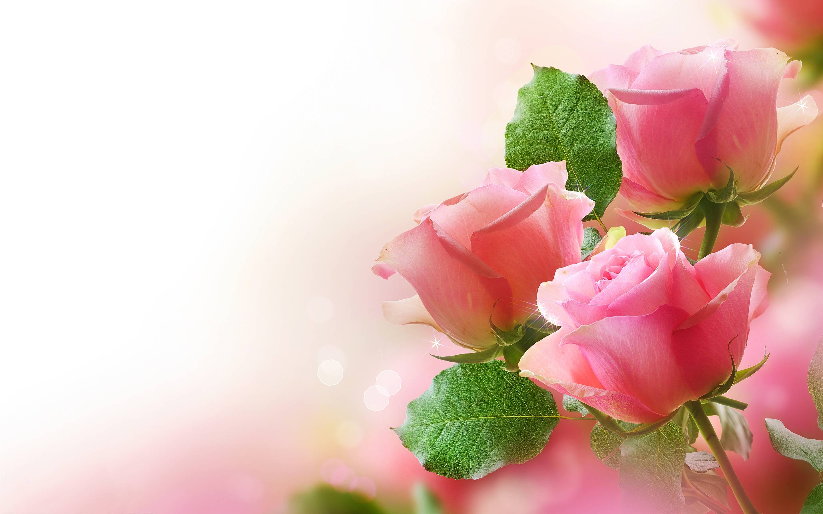 3D Roses Pink Background Desktop Wallpaper
