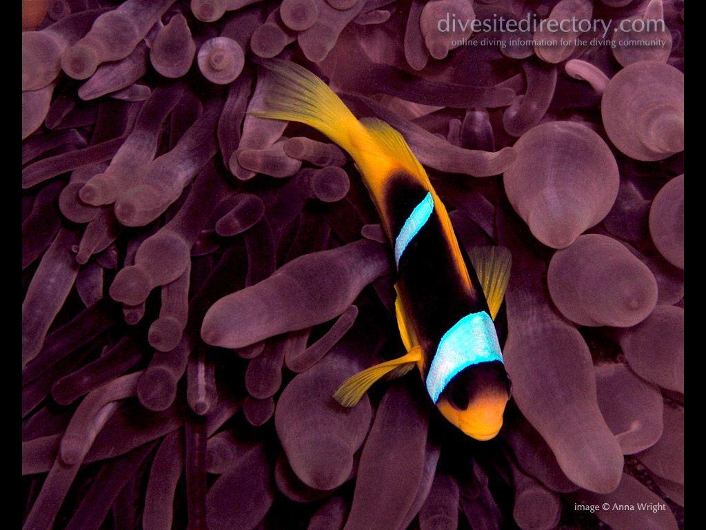 Clownfish Background 4