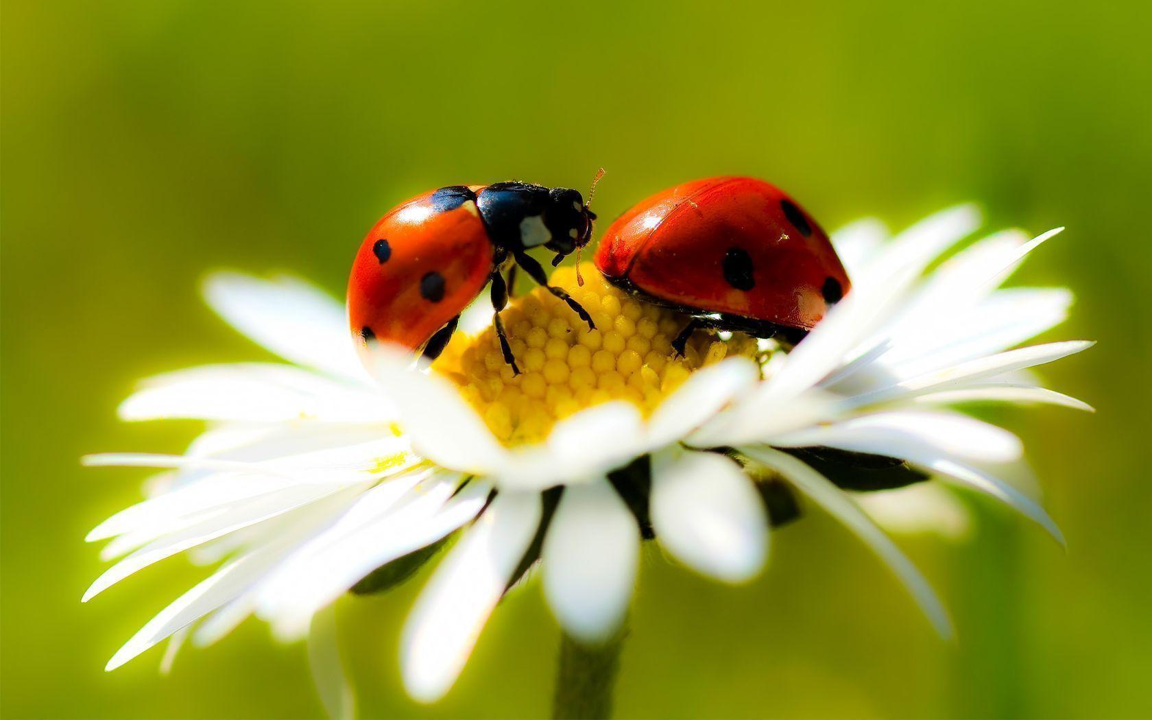 Ladybug on Flowers HD Wallpaper. HD Wallpaper 360