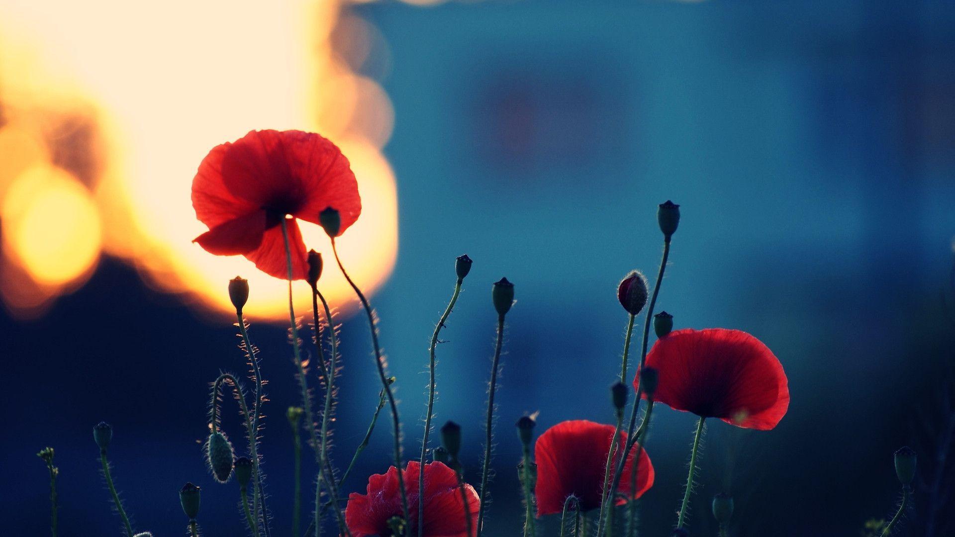 Poppy Wallpapers / Find the best free stock images about poppy