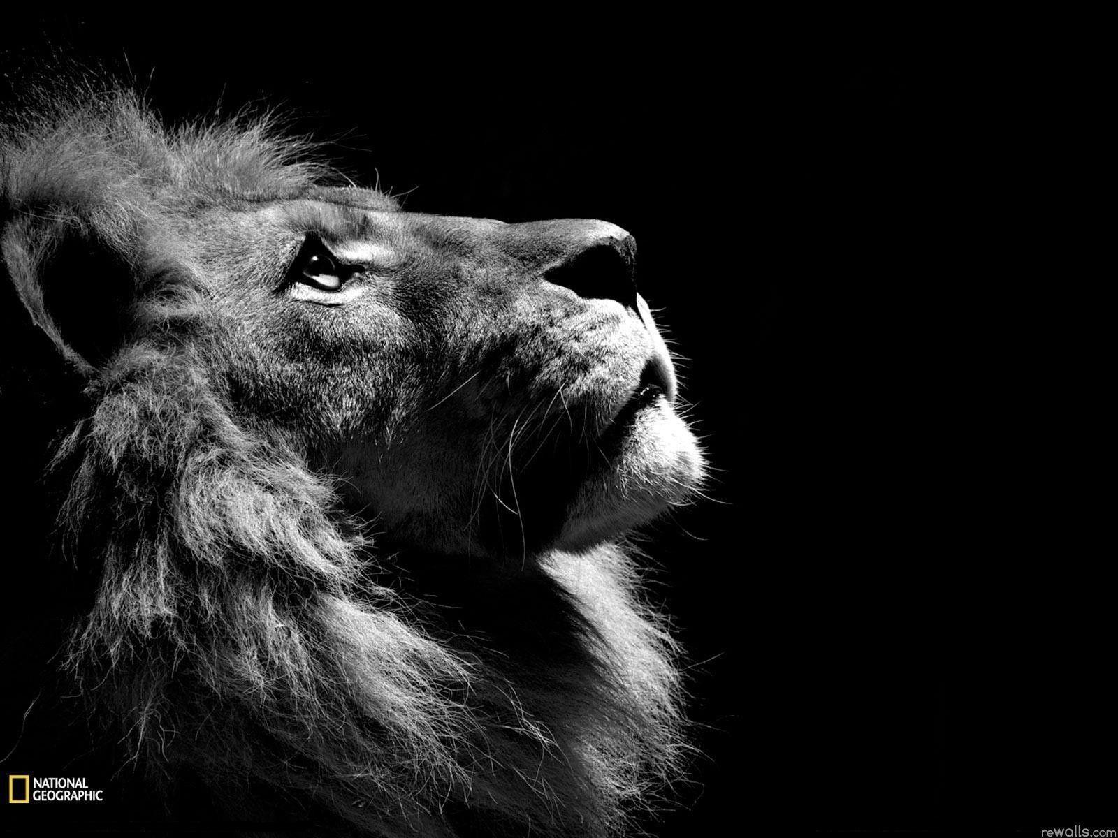 Wallpaper For > Lion Wallpaper HD 1080p Black And White