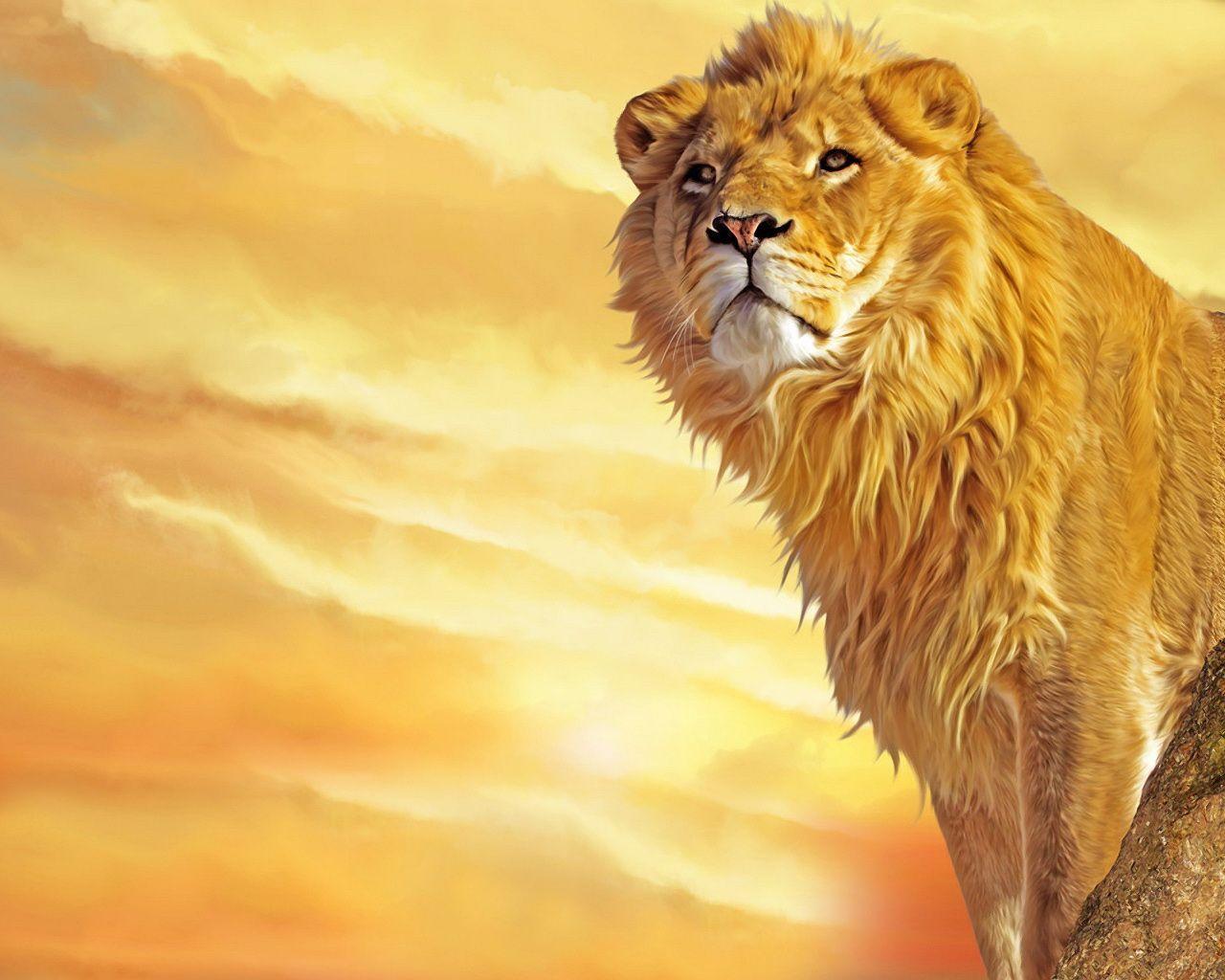Wallpaper For > Cool Lion Desktop Wallpaper