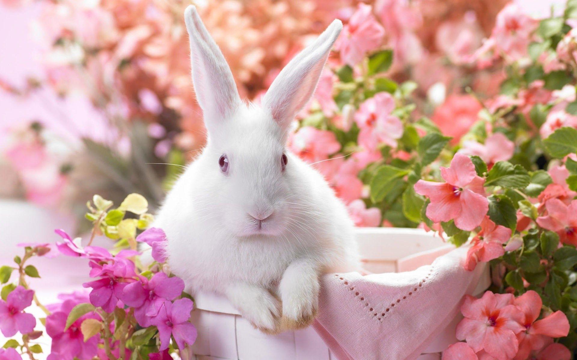 White Rabbit Bunny with Flowers Wallpaper and Photo Download