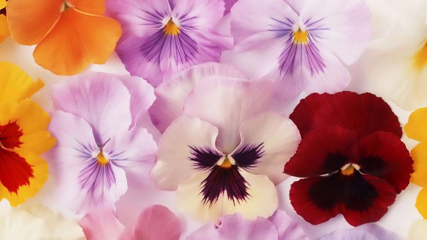 Beautiful fresh Pansies laptop wallpaper