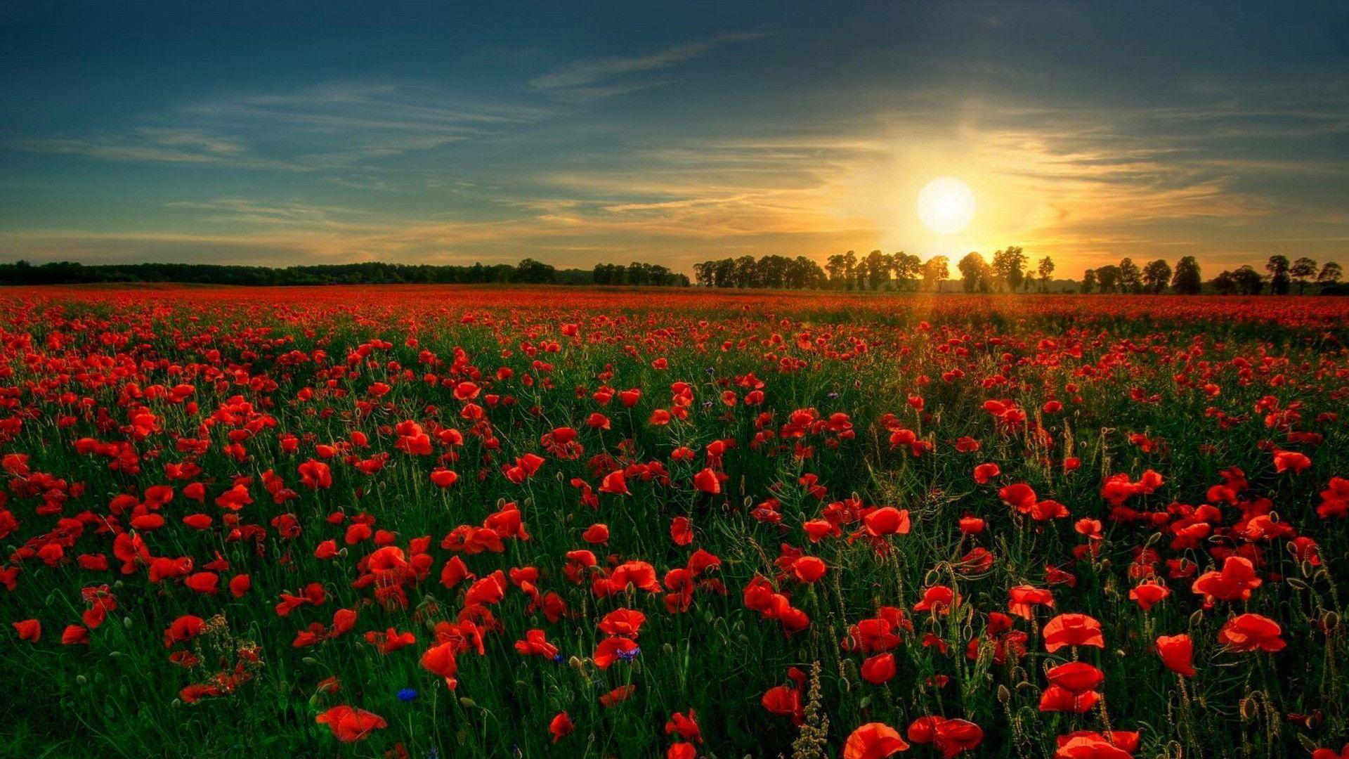Red Poppy Flowers and Sinking Sun Wallpaper, Poppy Flowers Wallpaper