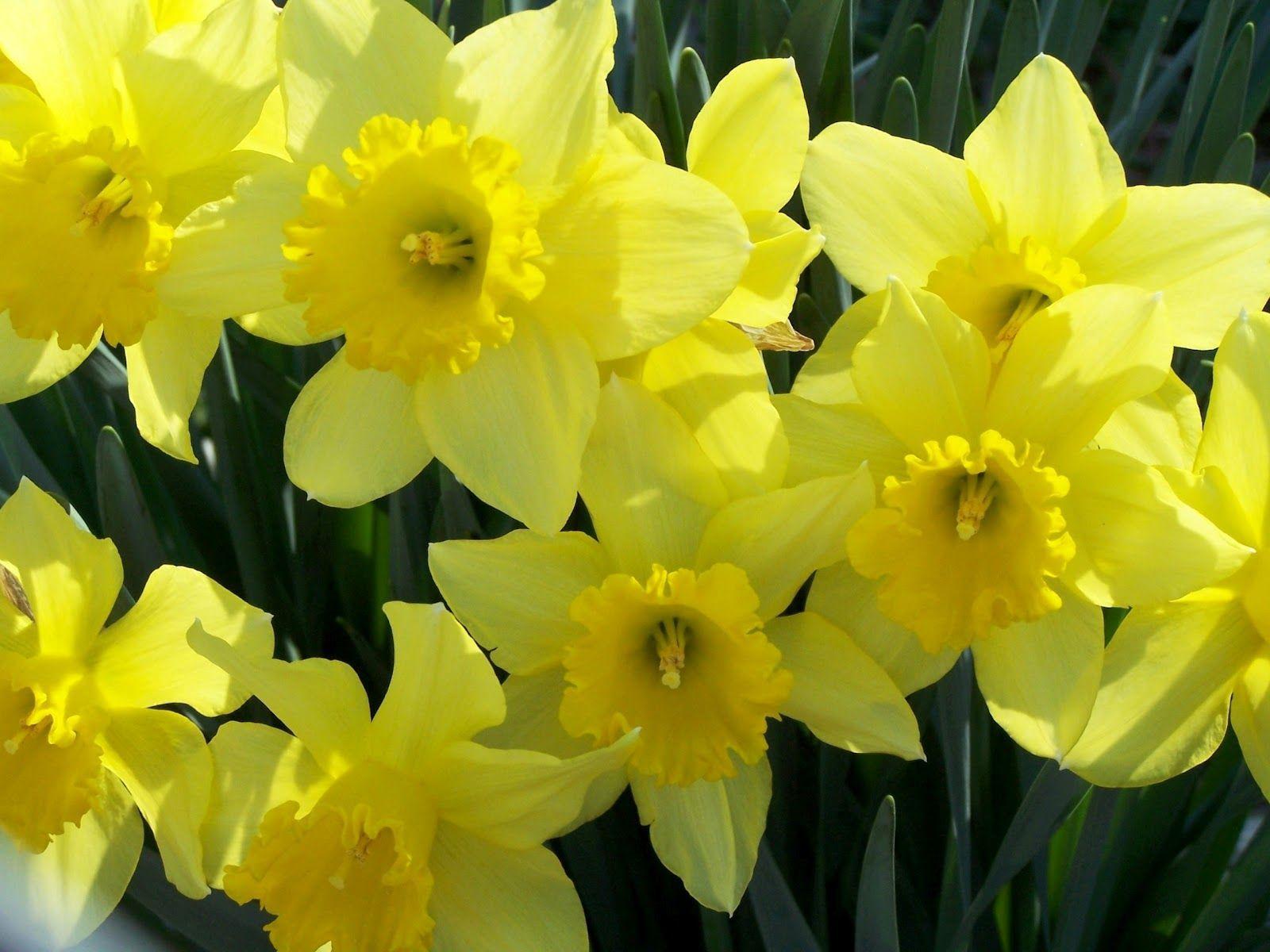 Gallery For > Daffodils Wallpaper