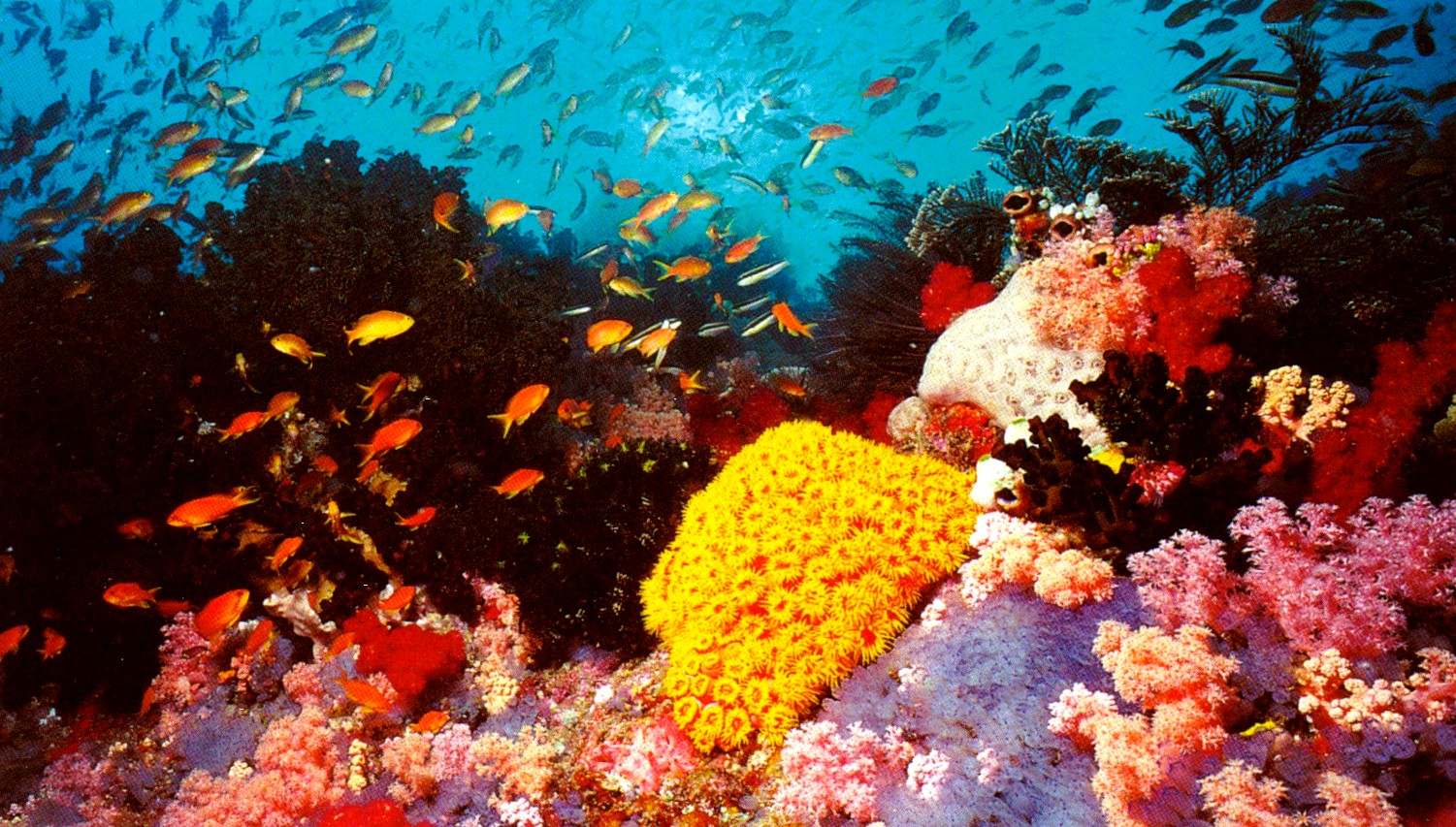 The Great Barrier Reef Photo HD Wallpaper Picture. Tourist