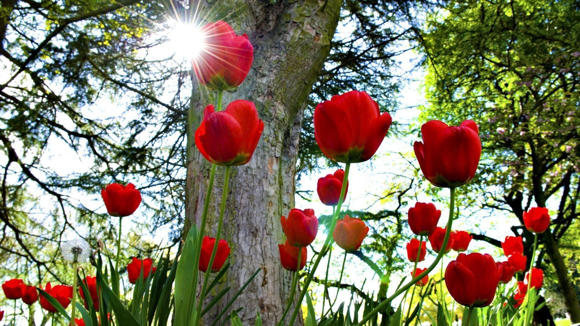 image For > Red Tulips Wallpaper
