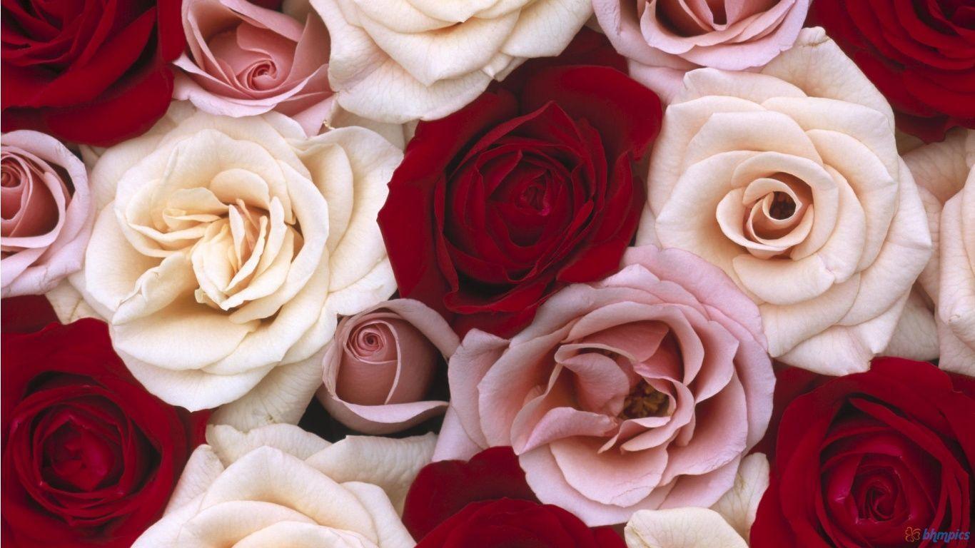 Flowers For > Red And White Roses Wallpaper