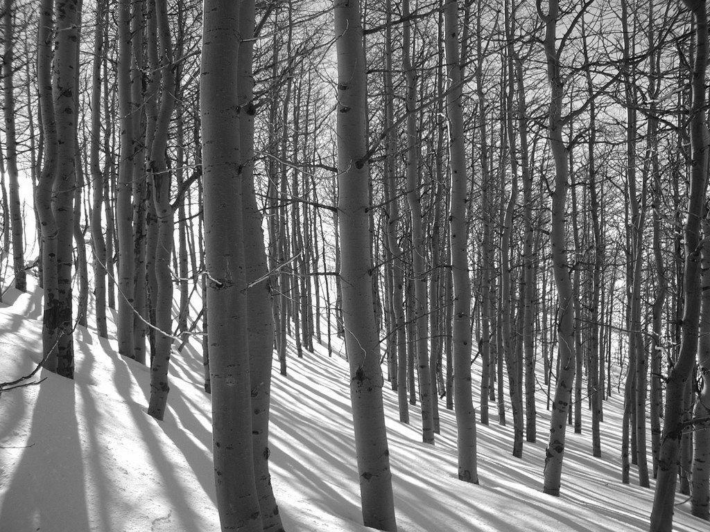 Forest Wallpaper and Picture Items