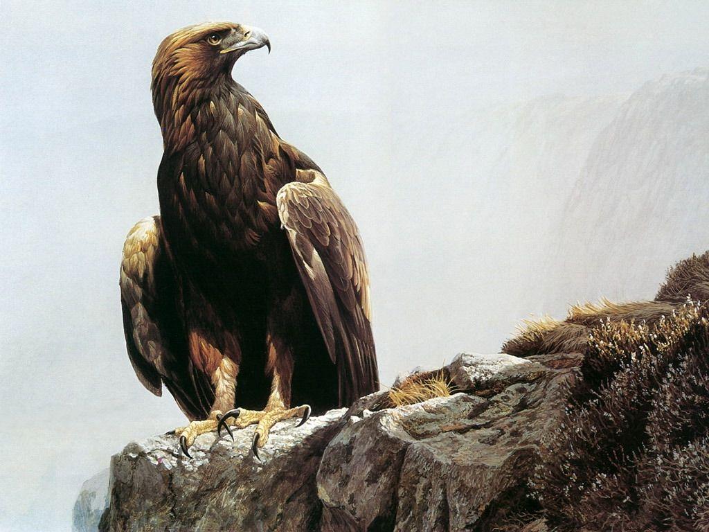 golden eagle, Desktop and mobile wallpaper