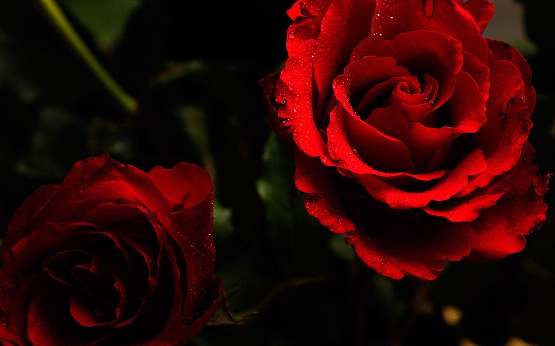 image For > Wallpaper Of Roses For Desktop
