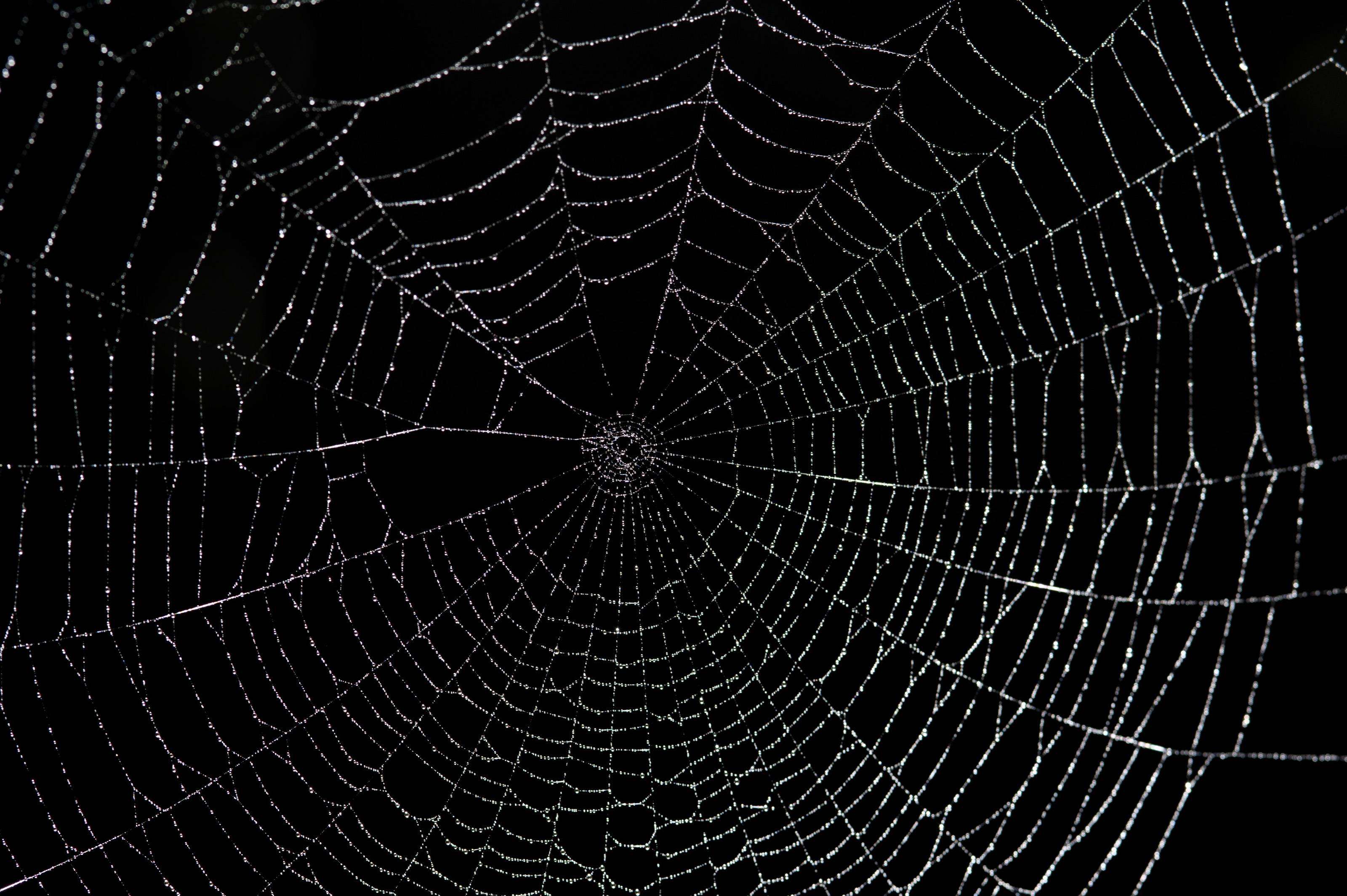 Large Spider Web 8147