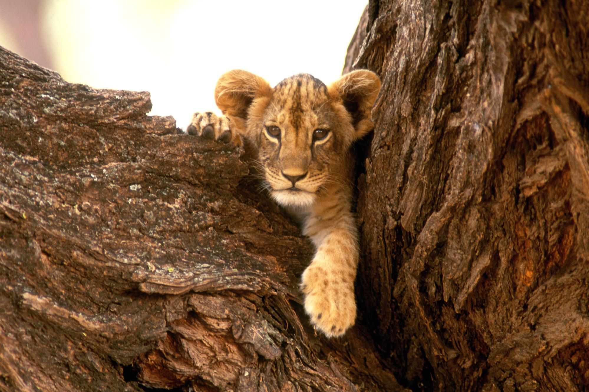 Lion Cub Wallpapers - Wallpaper Cave