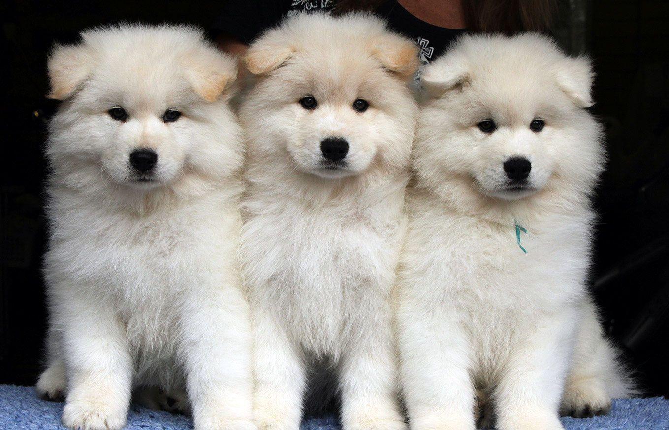 Best Samoyed HD Wallpaper. All Puppies Picture and Wallpaper